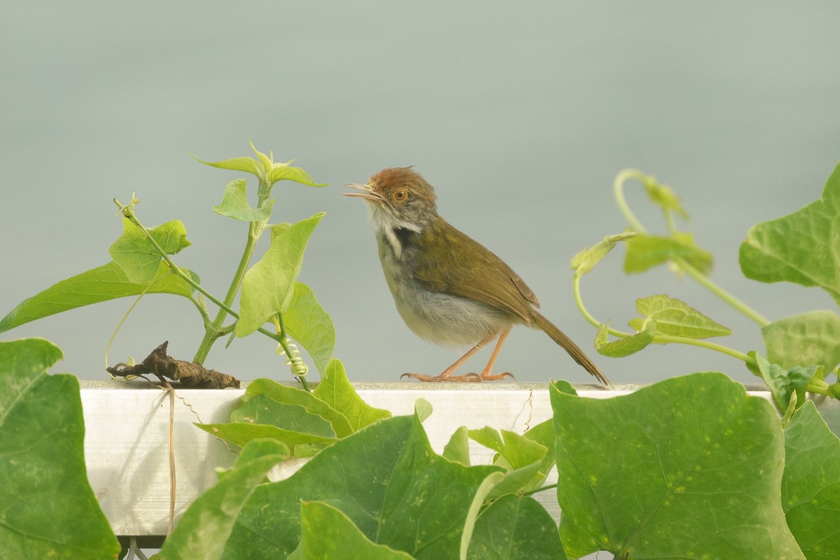 Common Tailorbird - ML560366271