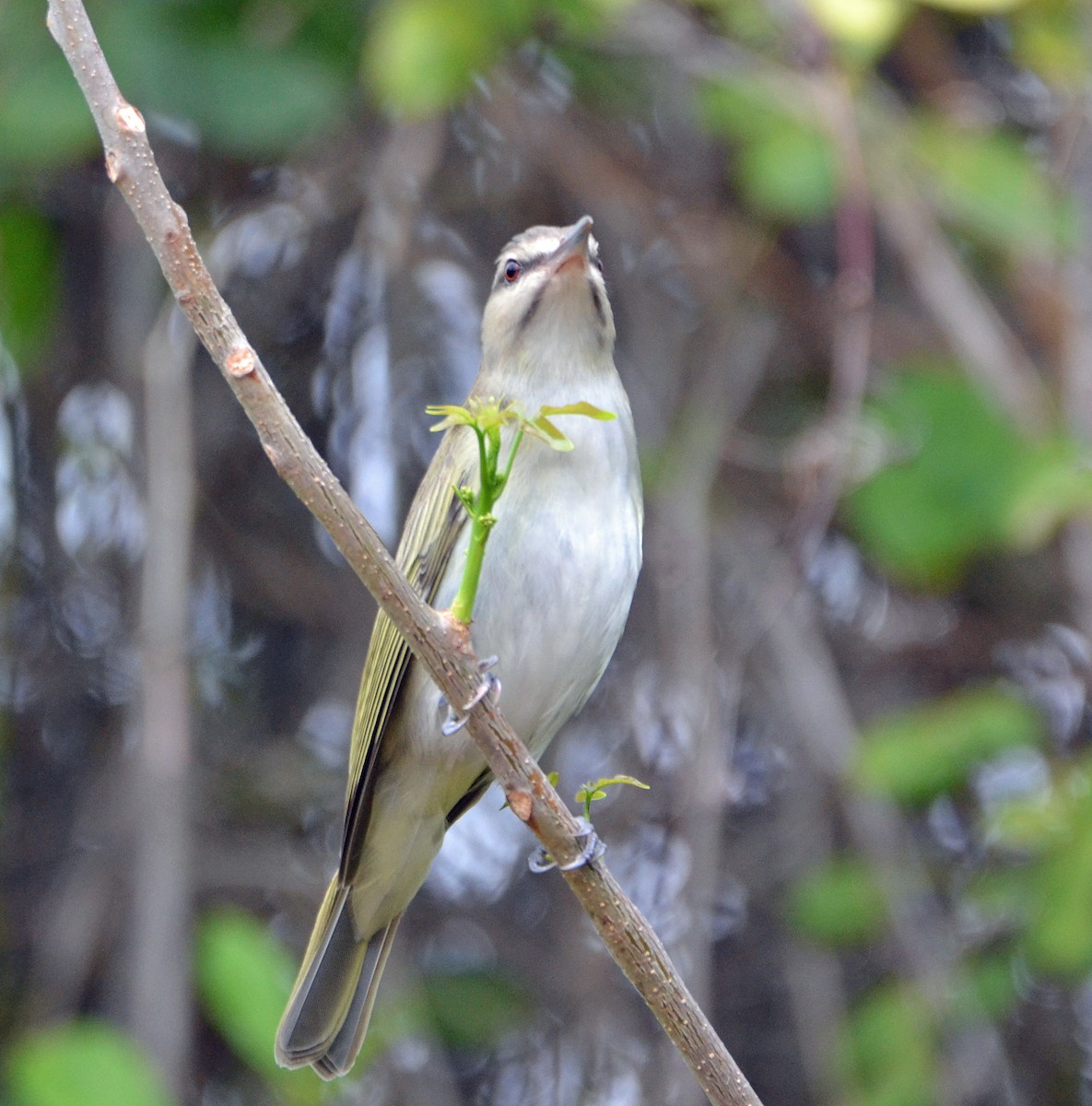 Black-whiskered Vireo - Michael J Good