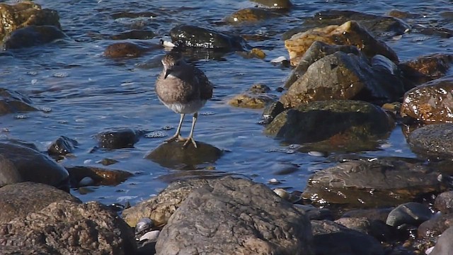 Rufous-chested Dotterel - ML560367201