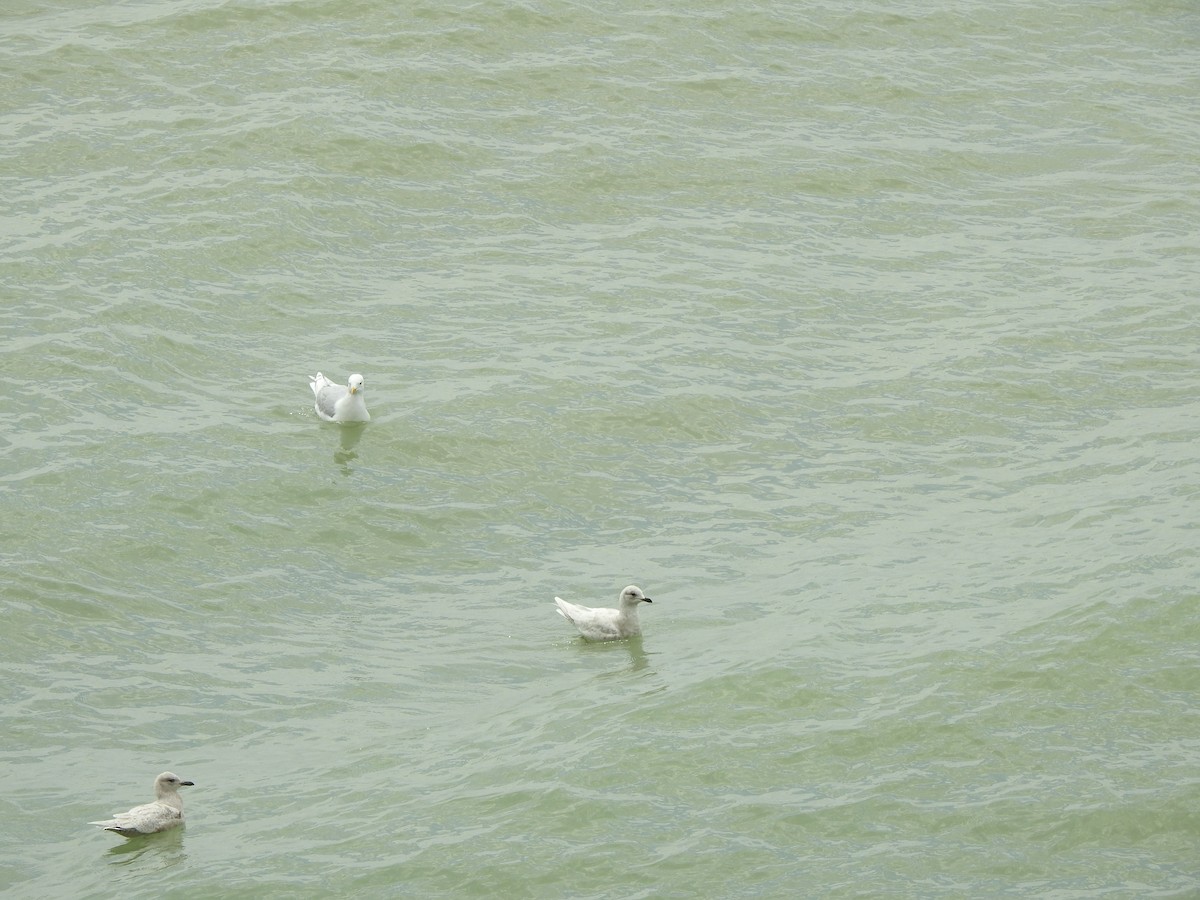 Iceland Gull - ML560367731