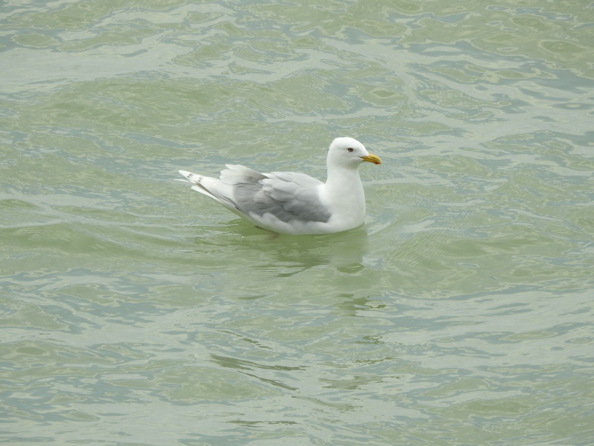 Iceland Gull - ML560367951