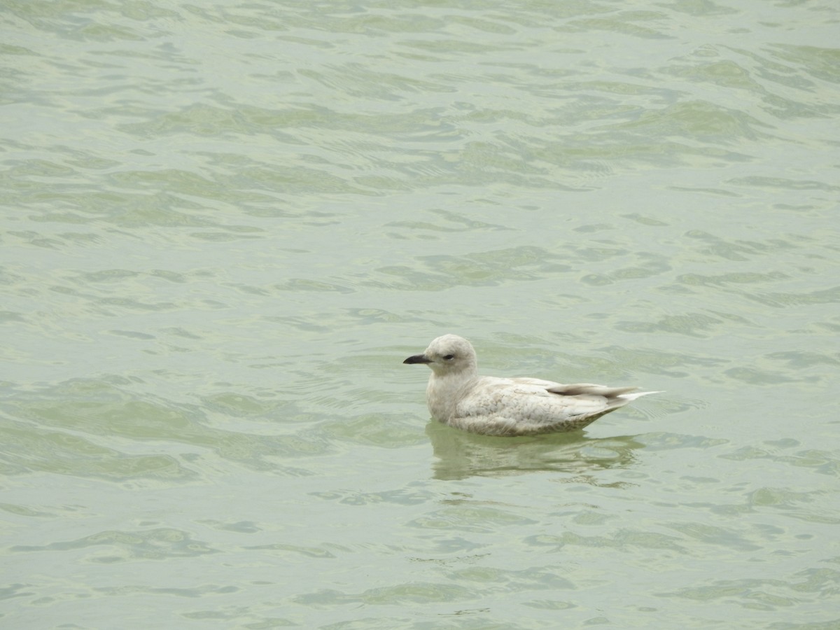 Iceland Gull - ML560368061