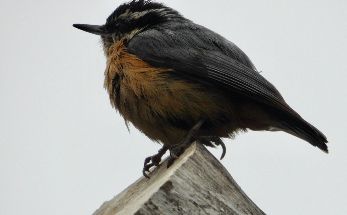 Red-breasted Nuthatch - ML560368191