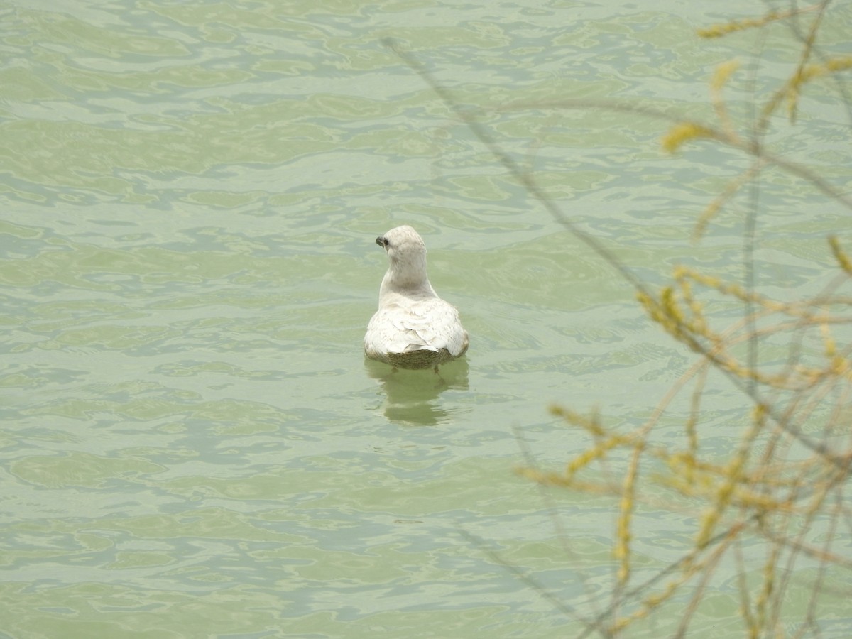 Iceland Gull - ML560368581