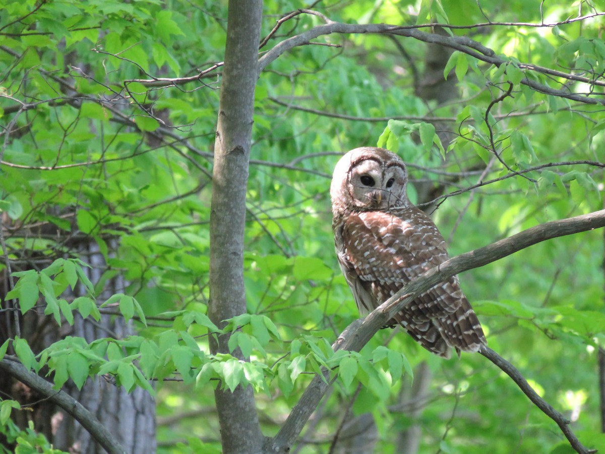 Barred Owl - Jon Little