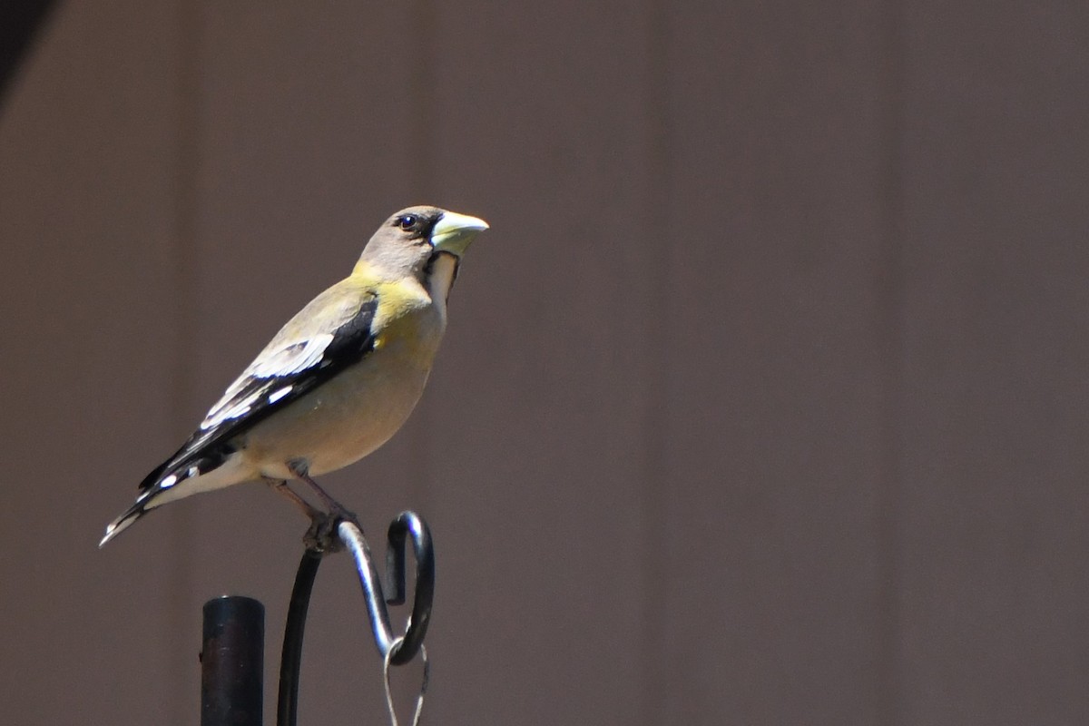 Evening Grosbeak - ML560370041