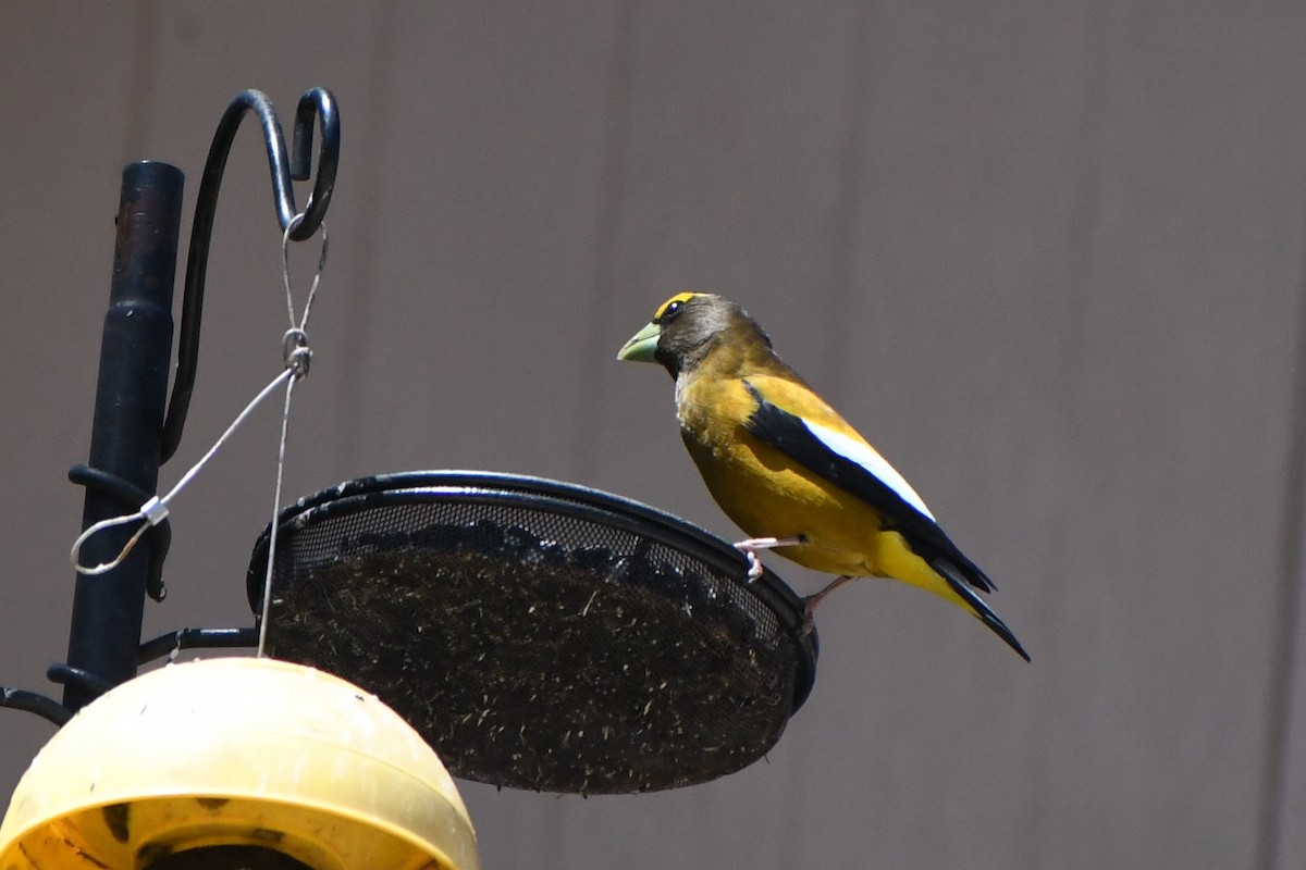 Evening Grosbeak - ML560370051