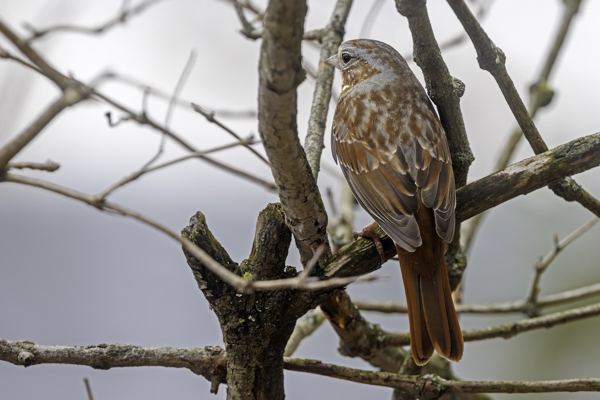 Fox Sparrow - ML560370721