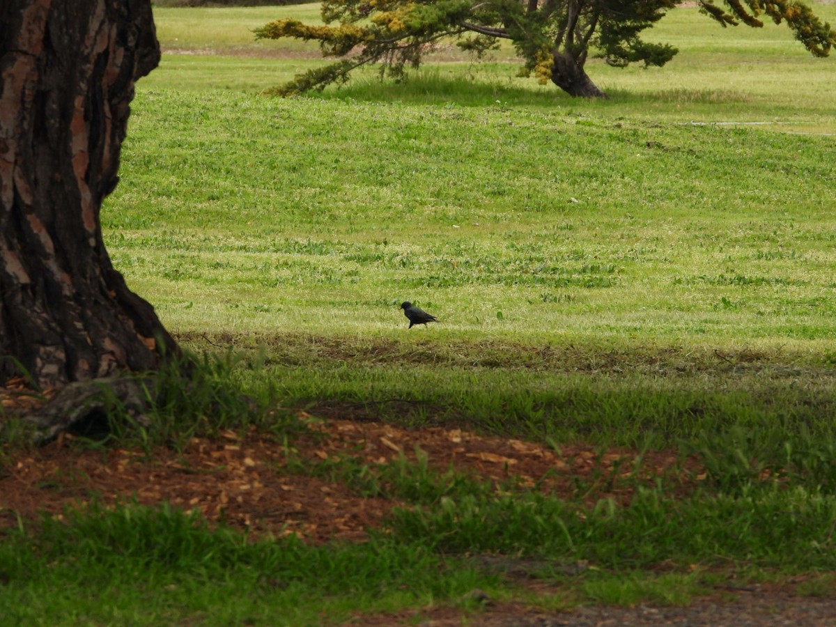 European Starling - ML560372361