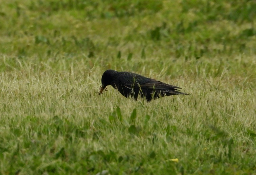 European Starling - ML560372421