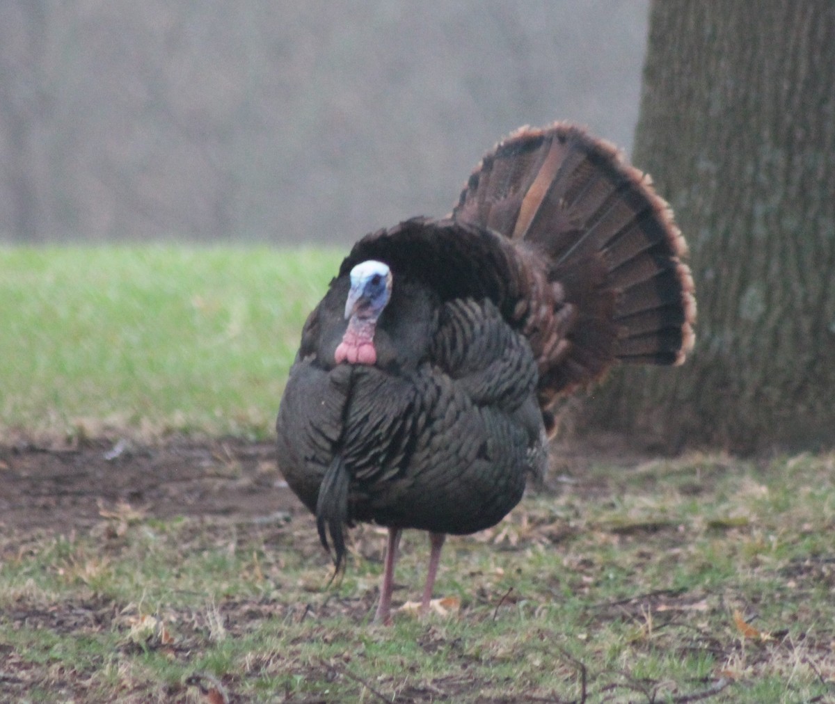 Wild Turkey - ML560372861