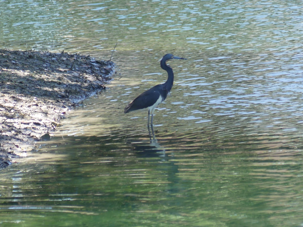 Tricolored Heron - ML560373171