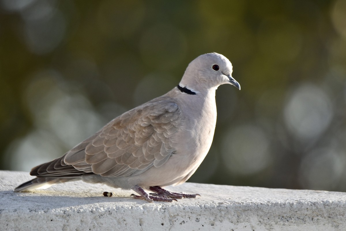 Eurasian Collared-Dove - Matthew Lambert
