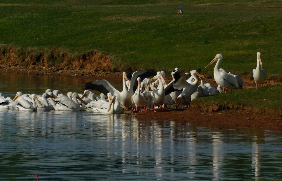 American White Pelican - ML560374421