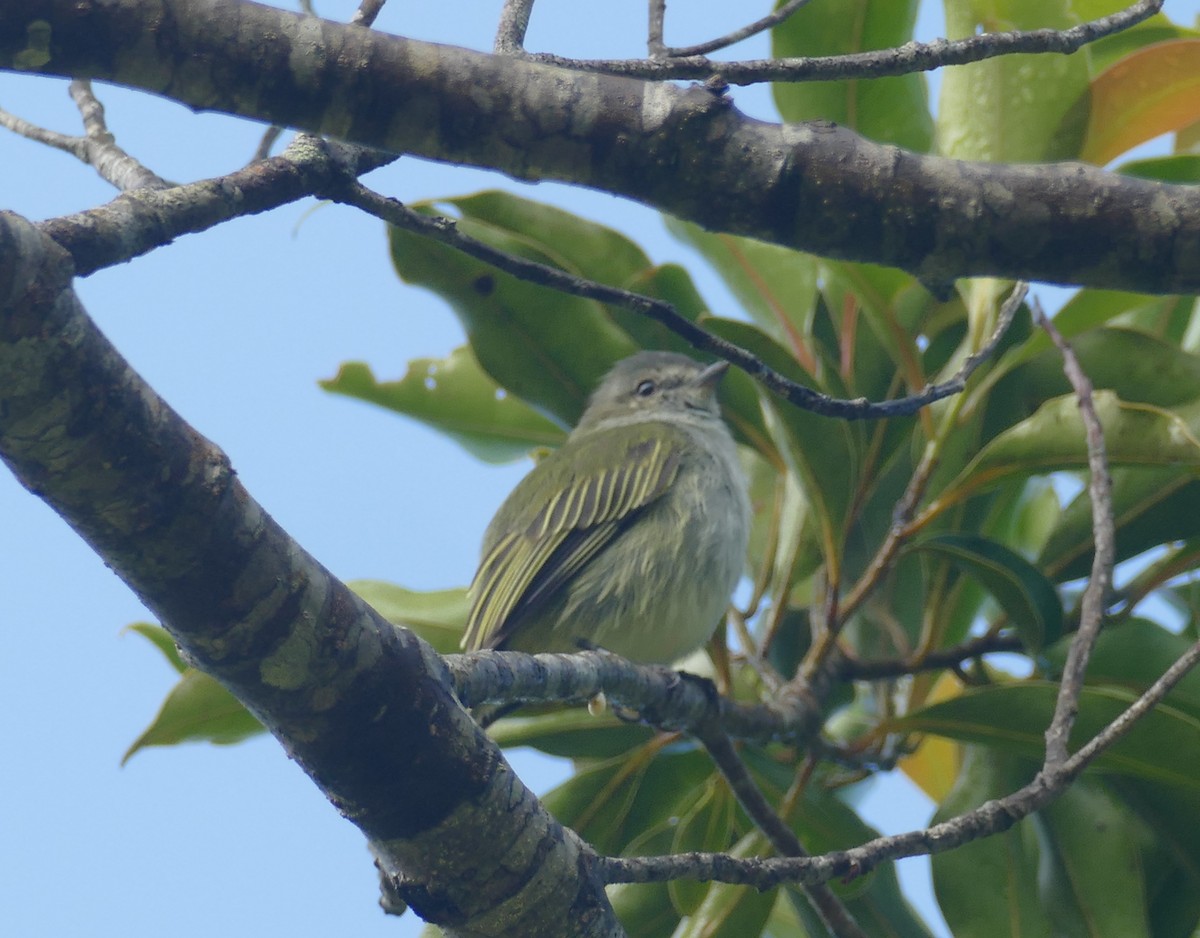 Mistletoe Tyrannulet - ML560375621