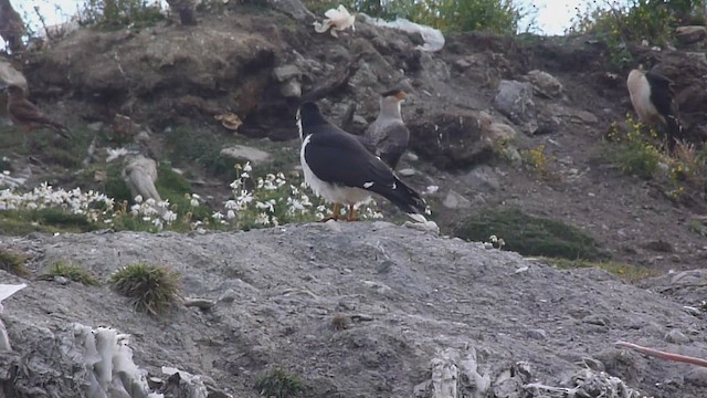 White-throated Caracara - ML560376311