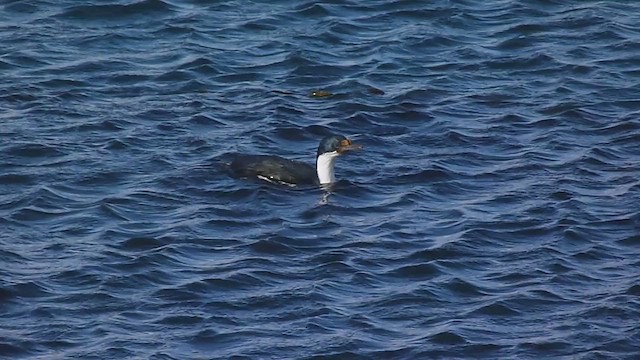 Imperial Cormorant - ML560377061