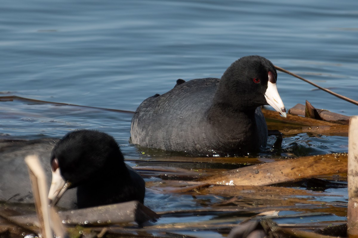 American Coot - ML560377471