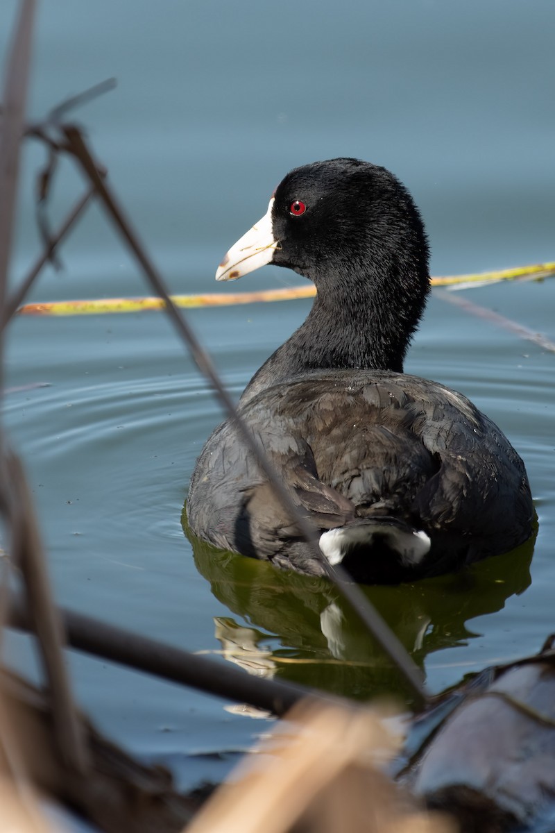 American Coot - ML560377481