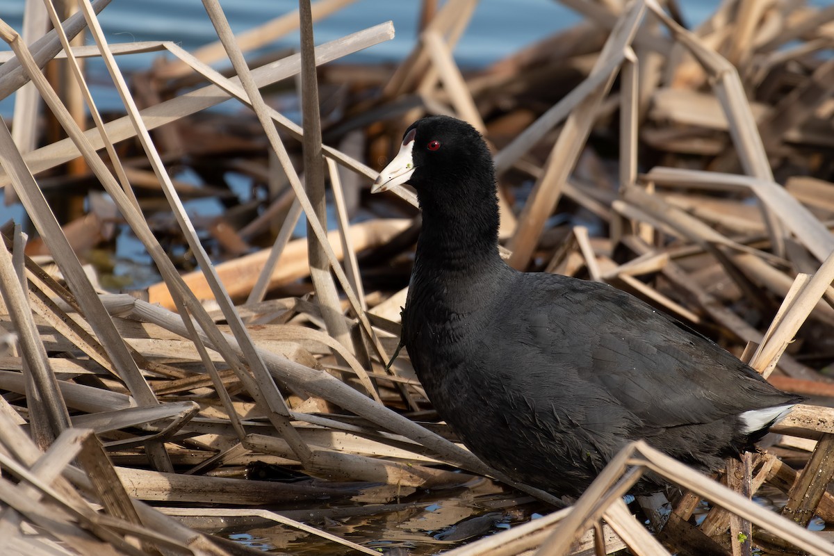 American Coot - ML560377491