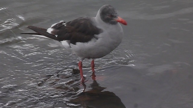 Dolphin Gull - ML560377631