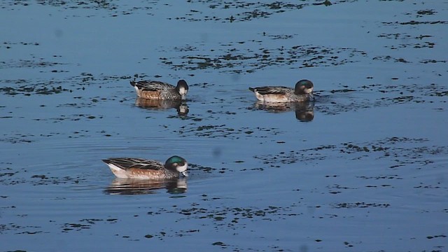 Chiloe Wigeon - ML560378461