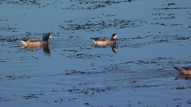 Chiloe Wigeon - ML560378511