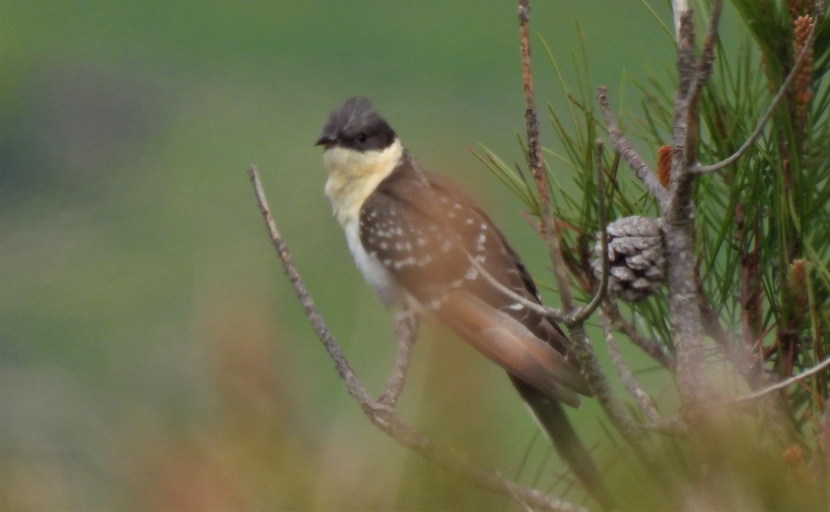 Great Spotted Cuckoo - ML560378631