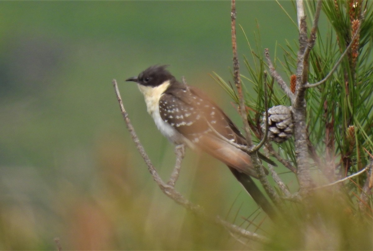 Great Spotted Cuckoo - ML560378651
