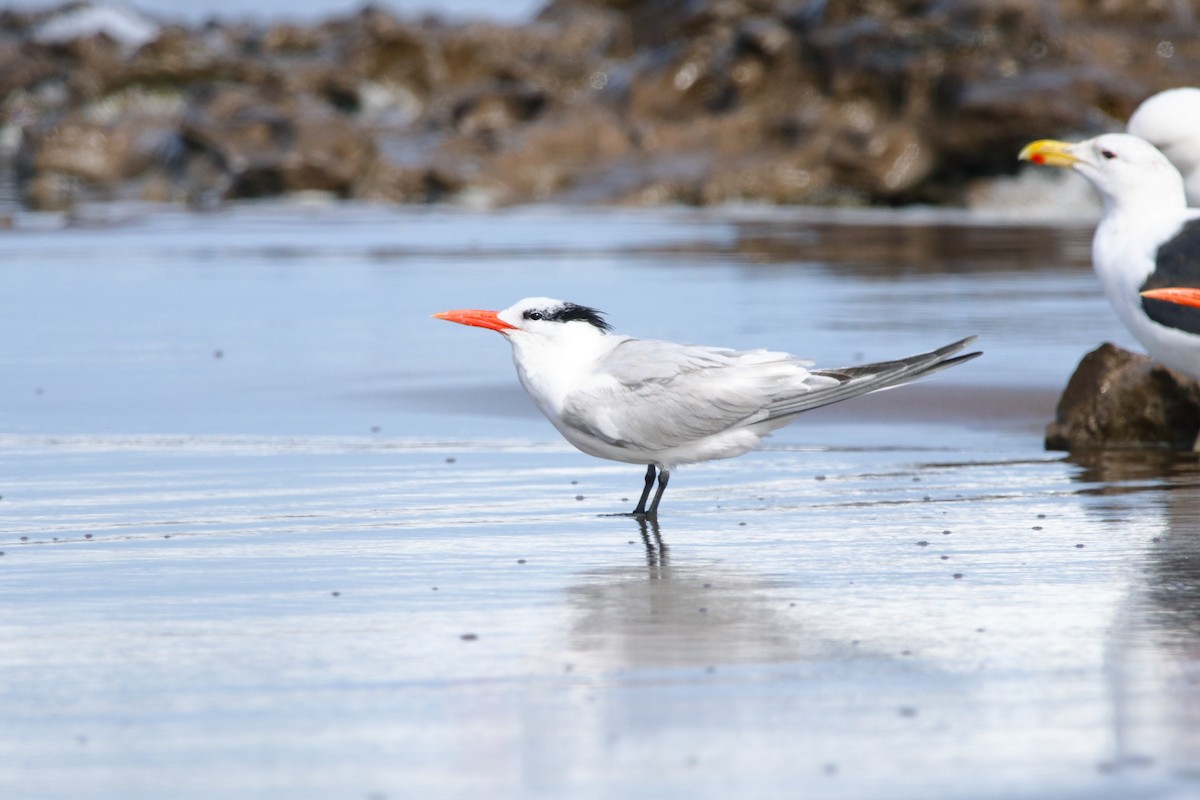 Royal Tern - ML560379201