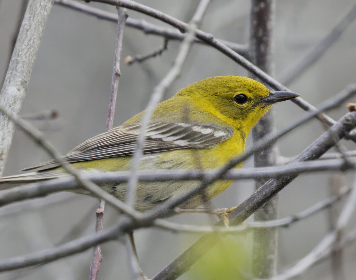 Pine Warbler - ML560379291