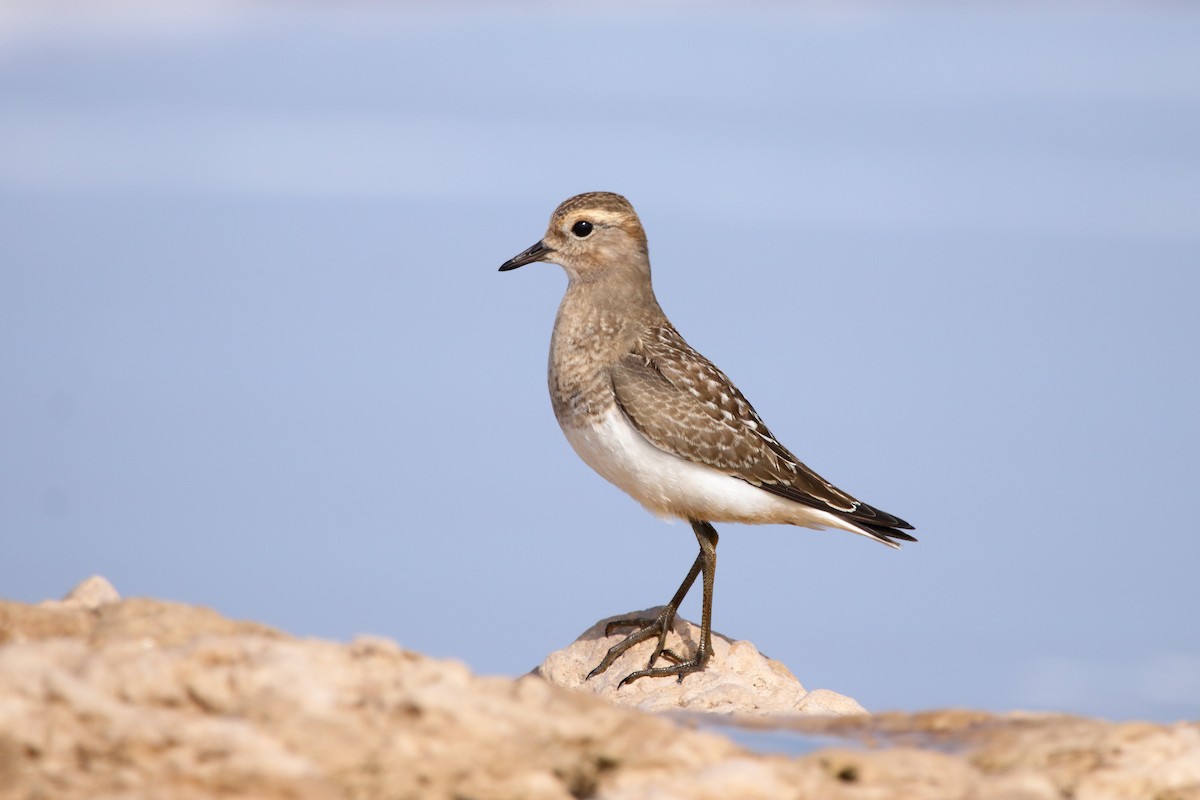 Rufous-chested Dotterel - ML560379331