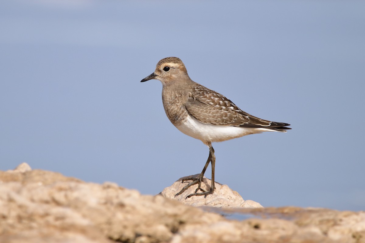 Rufous-chested Dotterel - ML560379381