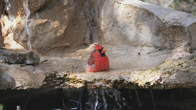 Cardinal rouge - ML560379441