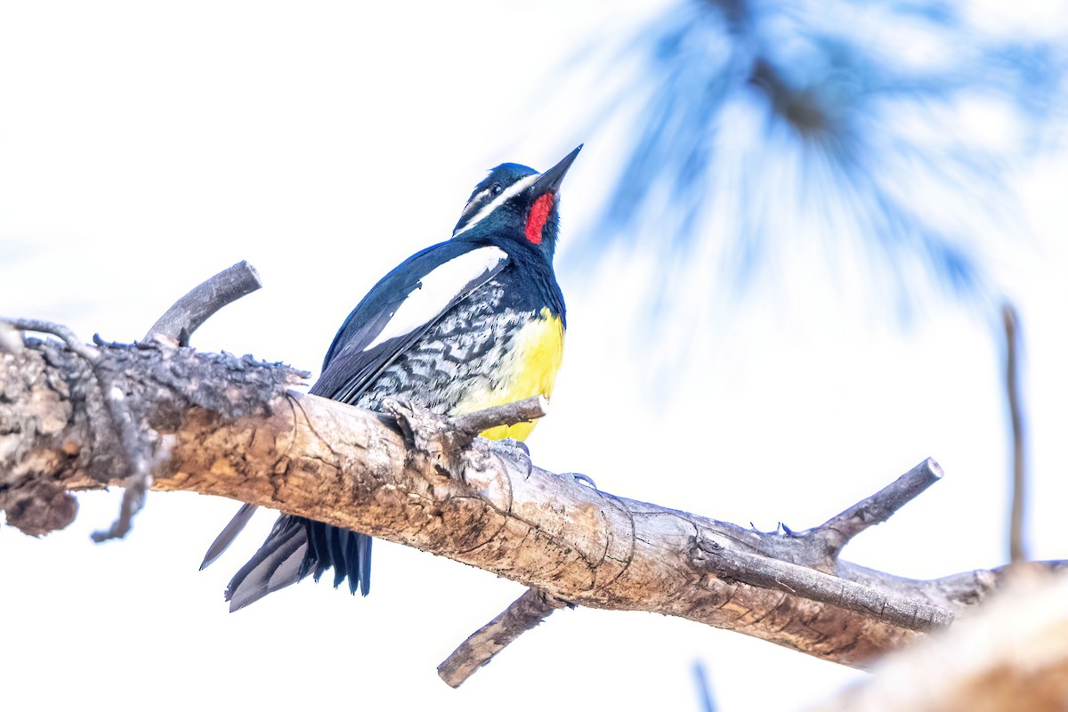 Williamson's Sapsucker - ML560379621