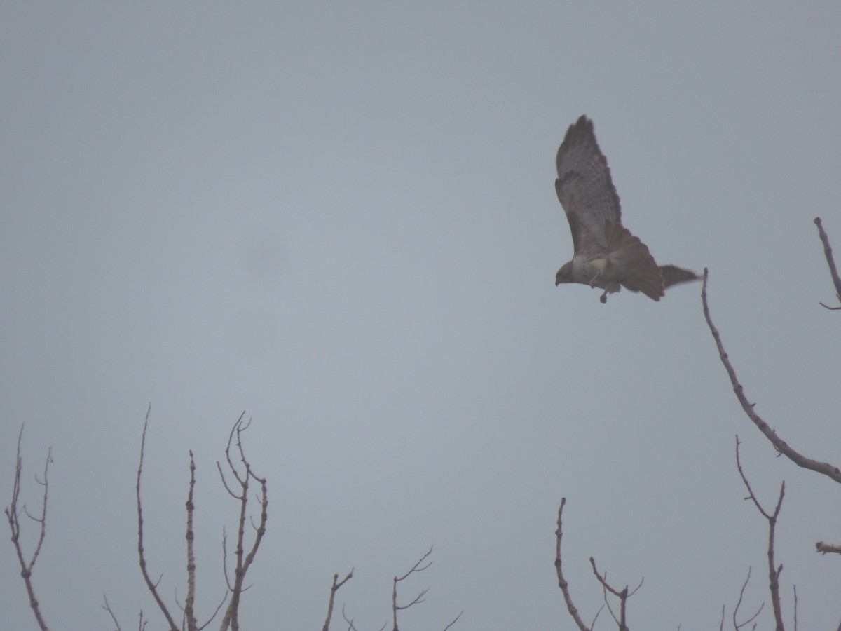 Red-tailed Hawk - ML560380201