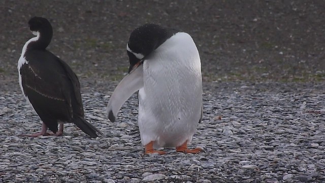 Gentoo Penguin - ML560380631