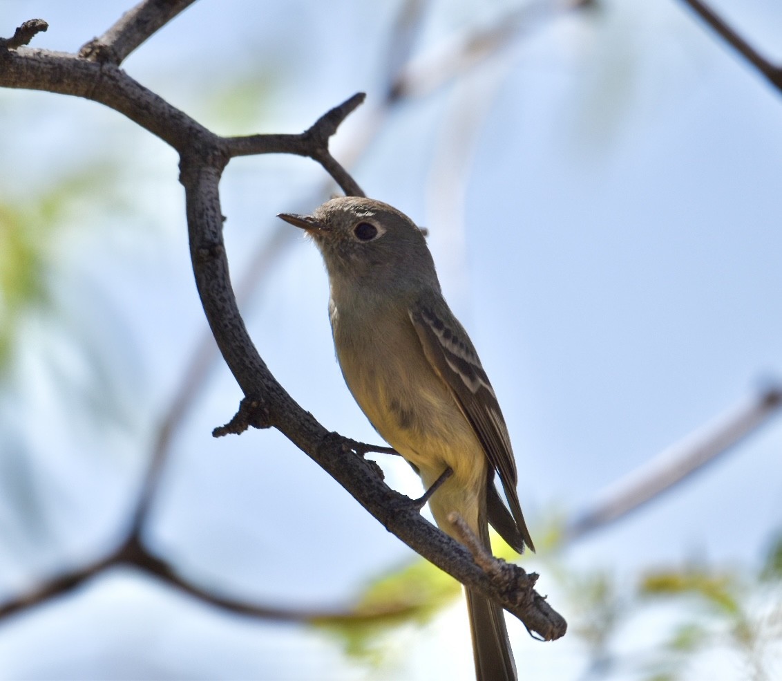 Hammond's Flycatcher - ML560380651