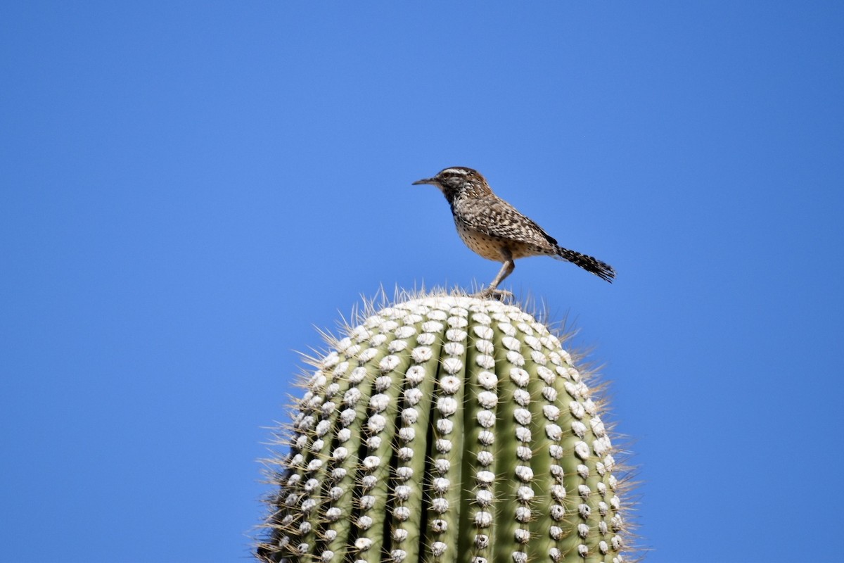 Cactus Wren - ML560380931