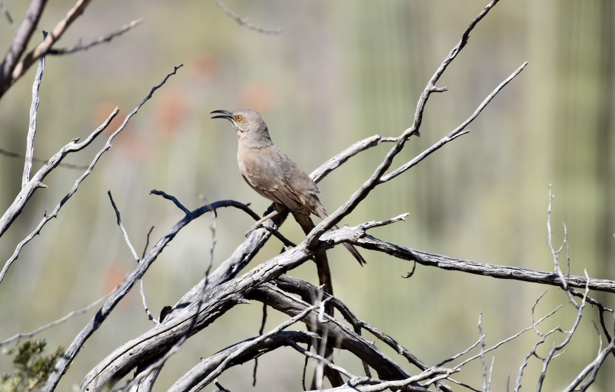 Curve-billed Thrasher - ML560381111