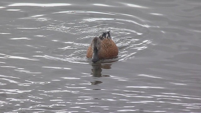 Red Shoveler - ML560382321