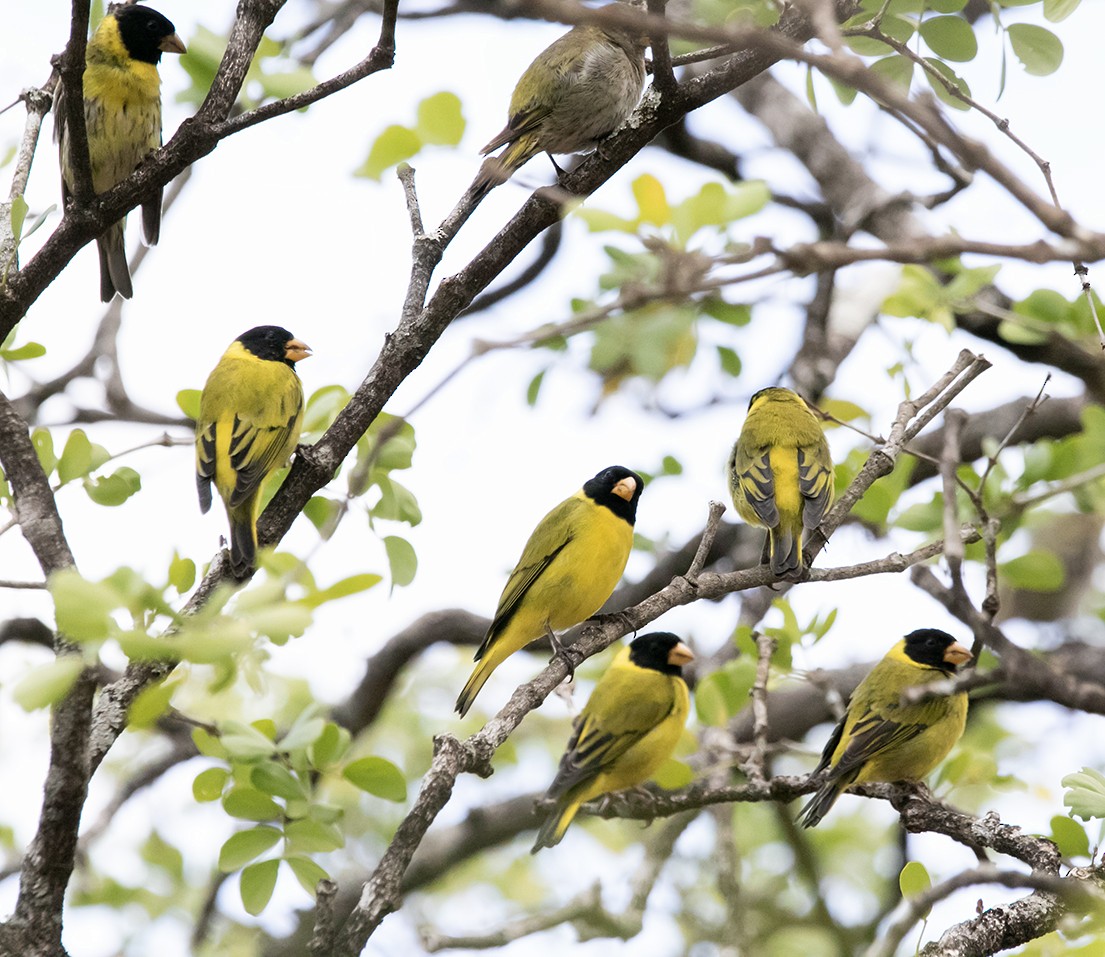 Antillean Siskin - ML560382921