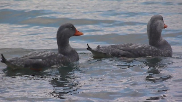 Flightless Steamer-Duck - ML560382931