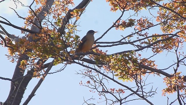 Austral Thrush - ML560383521