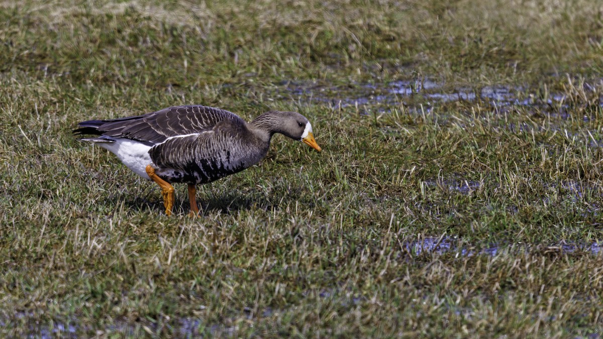 Greater White-fronted Goose - ML560383771