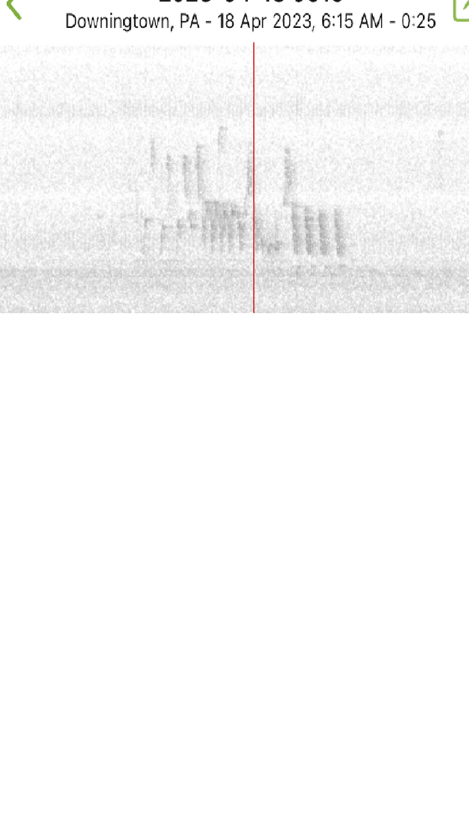 Northern House Wren - ML560384691