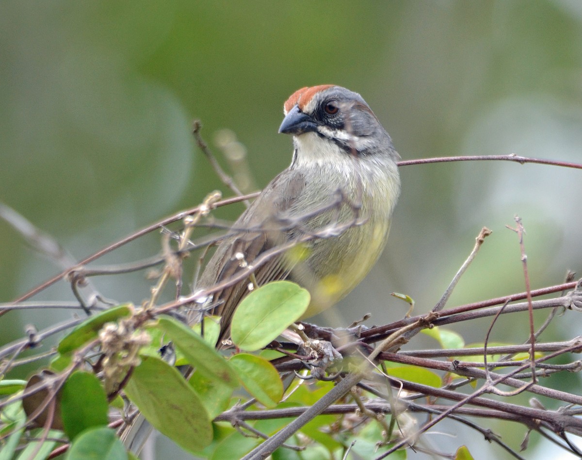 Zapata Sparrow - ML56038941