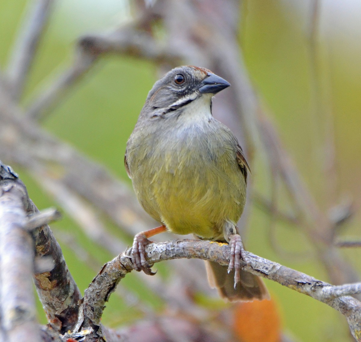 Zapata Sparrow - ML56039031