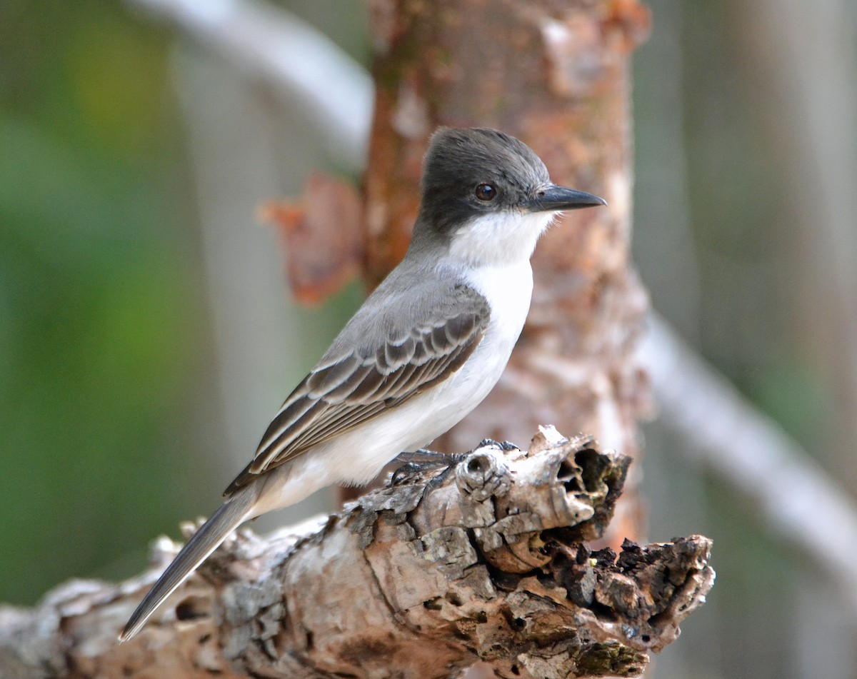 Loggerhead Kingbird - ML56039111