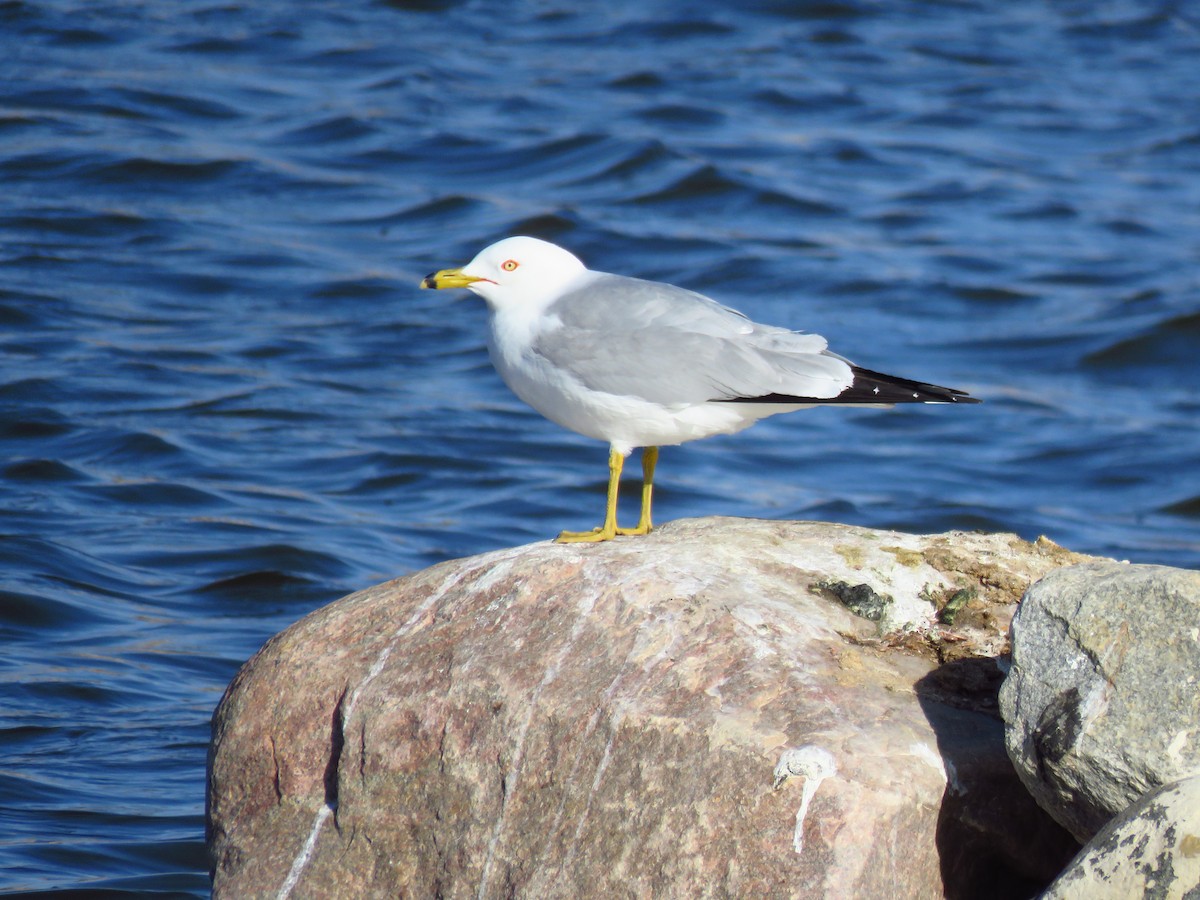 Ring-billed Gull - ML560393111